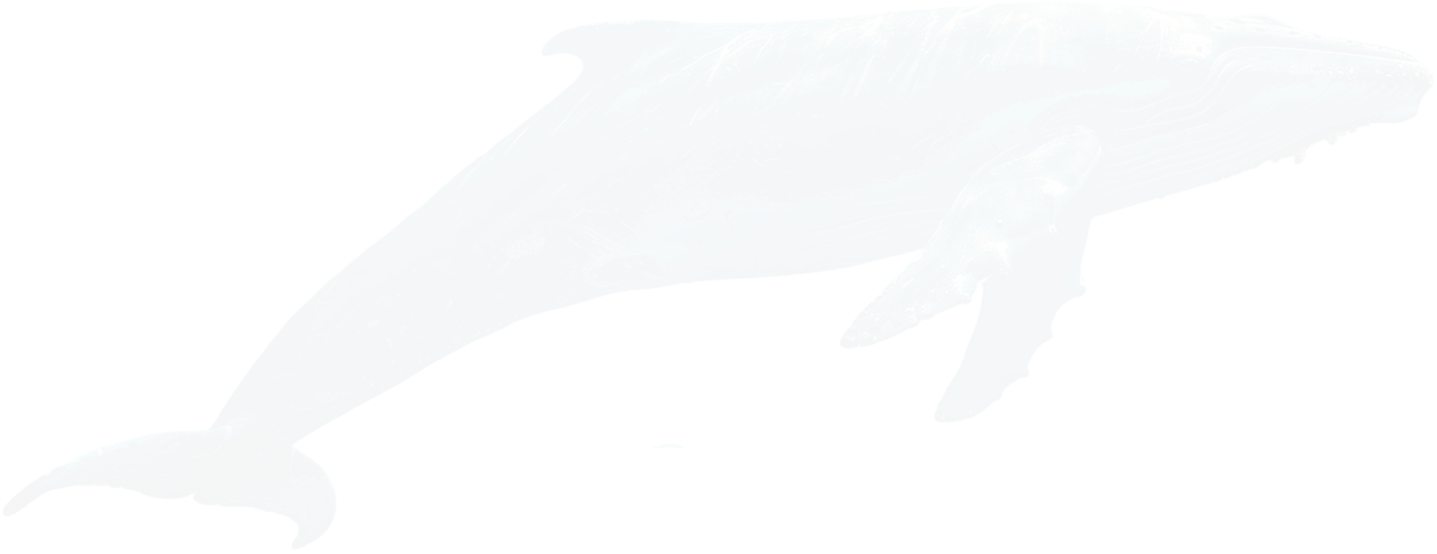Beautiful Whale